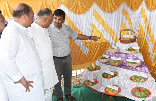Mango-jackfruit mela